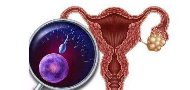孕妇量身定制的补血食谱，孕中期补血的重要性与秘诀