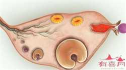 子宫内膜呈11c型可不可以移植4ab级的囊胚？